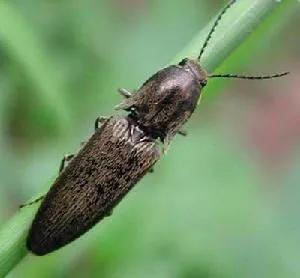 经典植物动物科普,常见植物对应的动物