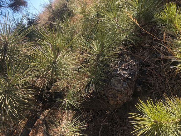 精品黑松盆景大全,精品黑松盆景欣赏