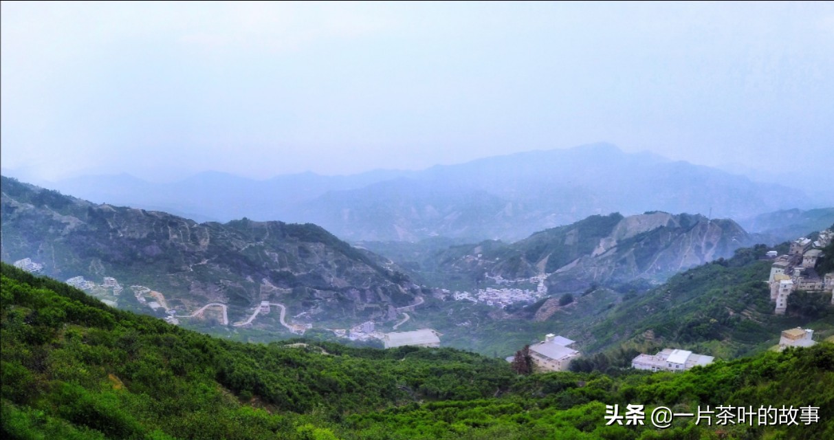 凤凰单丛鸭屎香的功效与作用,凤凰单丛鸭屎香茶最佳冲泡方法