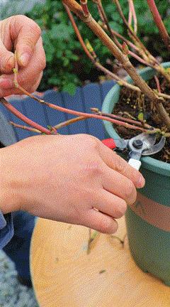 地栽绣球冬剪,两广地区绣球冬剪