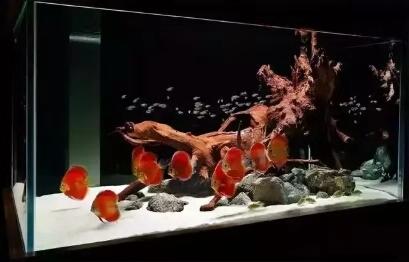 小缸有必要培养硝化细菌吗,开缸前怎么样能快速培养硝化细菌