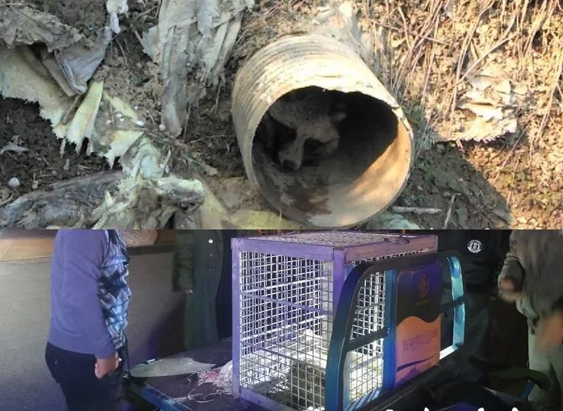 狗獾咬死平头哥,狗獾到底有多可怕