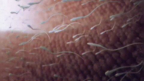 显微镜下的人类卵子和精子,人类首次拍到卵细胞