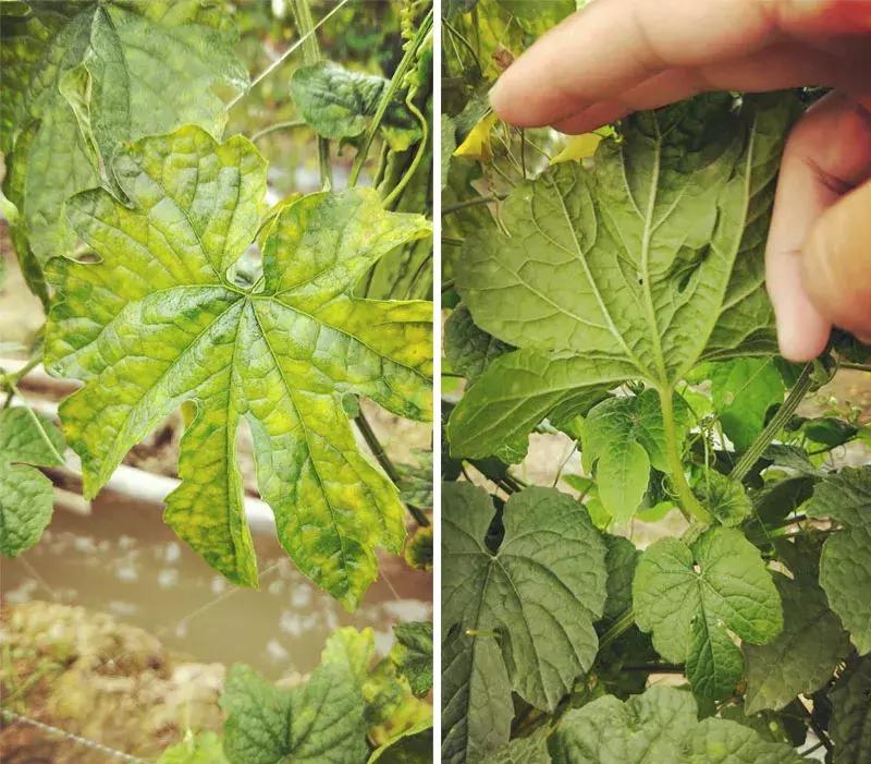 怎么判断小麦白粉病,白粉病防治妙招最佳方法