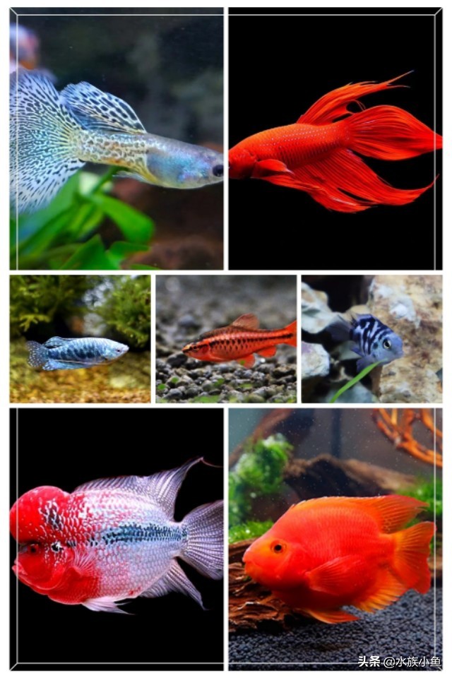 观赏鱼寻找技巧,观赏鱼用什么办法最容易抓到