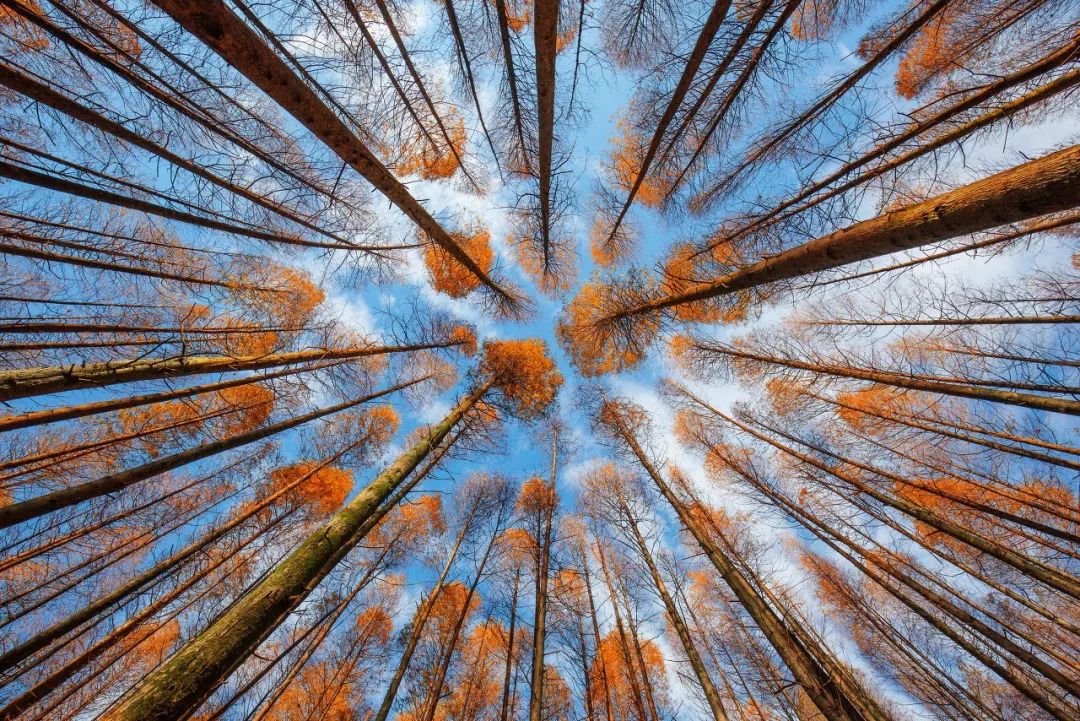 描写深秋的景色凄凉的诗词,深秋伤感无奈的诗词