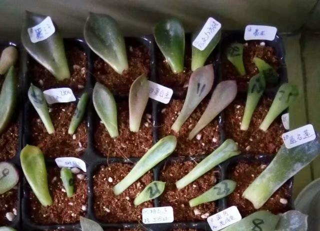 虹之玉多肉叶插成活率高吗,圣诞东云多肉叶插成活率