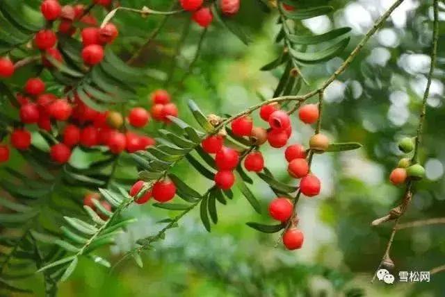 世界珍稀植物红豆杉,红豆杉等珍稀植物自然资源