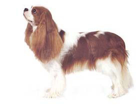 聪明的小宠物狗都有哪些品种,哪种宠物狗最聪明听话又好养