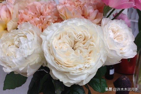 月季品种大全大图欣赏,美到窒息的月季品种图片