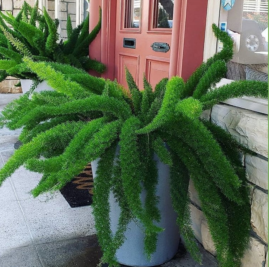 好看又好养的盆花,人养花也养人