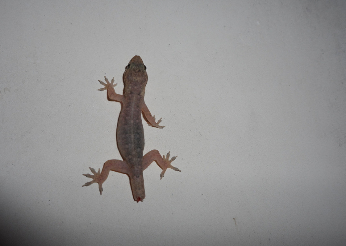 人畜无害的壁虎为什么无毒,壁虎为什么被称为五毒