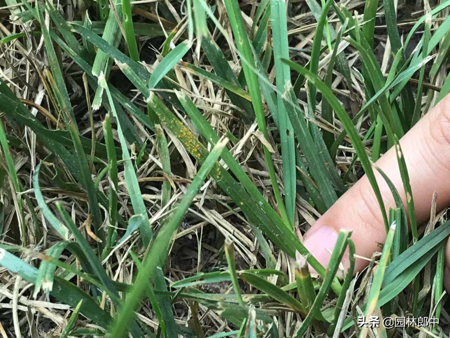 秋季草坪维护,入冬了草坪需要修剪吗