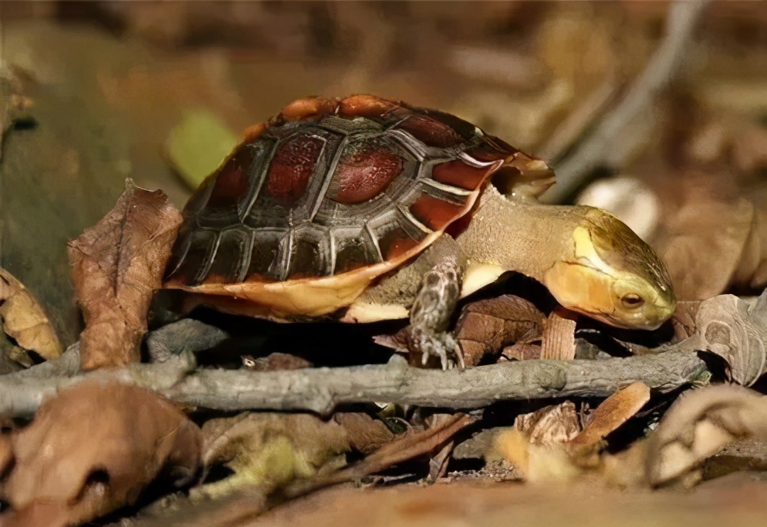 各种龟类图片大全大图,龟类展示会