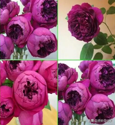 给大家推荐几款皮实好养的月季,好养不生病的月季有哪些品种