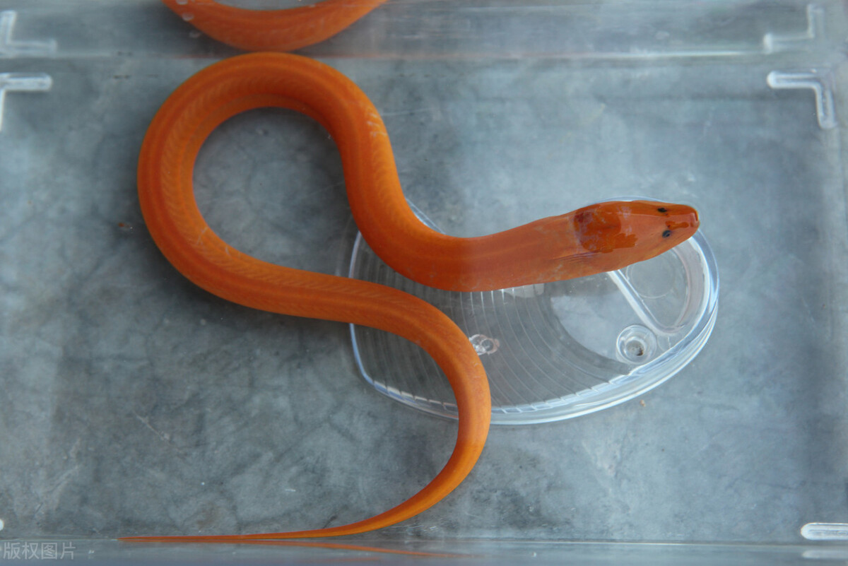 水泥池养黄鳝一亩能养多少,养一亩黄鳝一年能赚多少钱