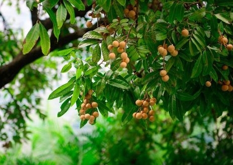 中药龙眼肉的功效与主治,龙眼肉的主治功能