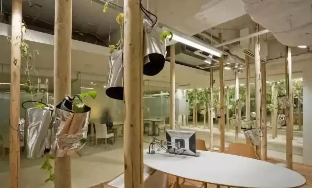 办公室里也能开挖掘机,办公室可以种葡萄