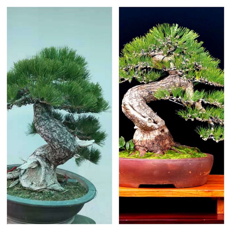 金奖精品黑松盆景 (日本国风展黑松盆景高清图)