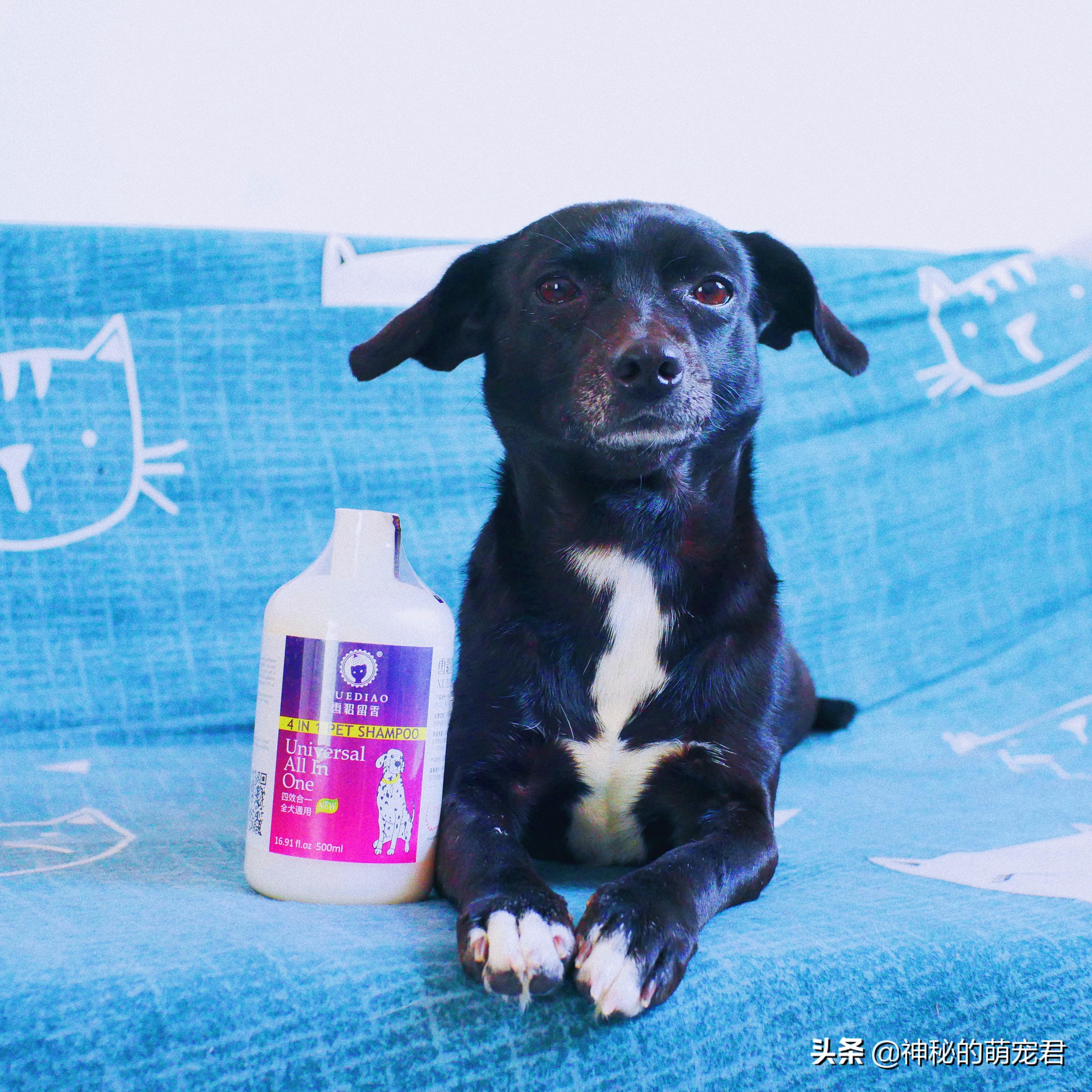 雪貂留香狗狗精华,狗狗雪貂沐浴露杀菌除臭持久留香