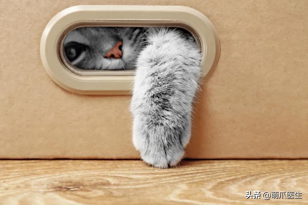 鐚吇浜虹被,鐚吇鍏殑绮樹汉杩樻槸姣嶇殑绮樹汉