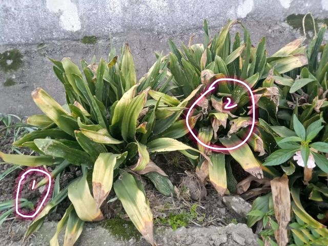 万年青叶子枯黄怎么回事,虎眼万年青叶尖枯黄怎么办