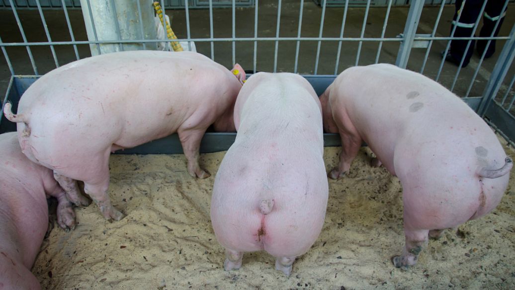 母猪生产便秘有妙招,助您养出好母猪