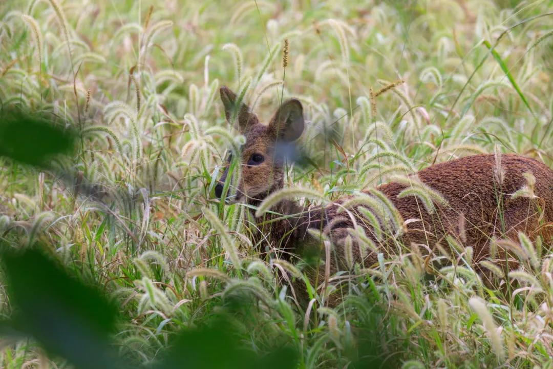 腾龙150-600g2镜头说明书没有中文,腾龙150-600g2镜头