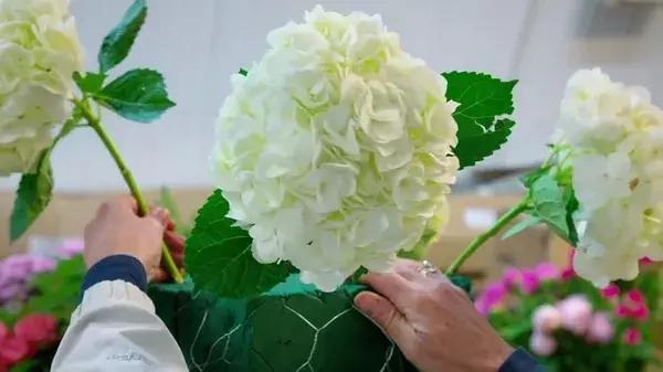 世界最大鲜花市场的销售全过程,全球最大的鲜花交易市场排名第一