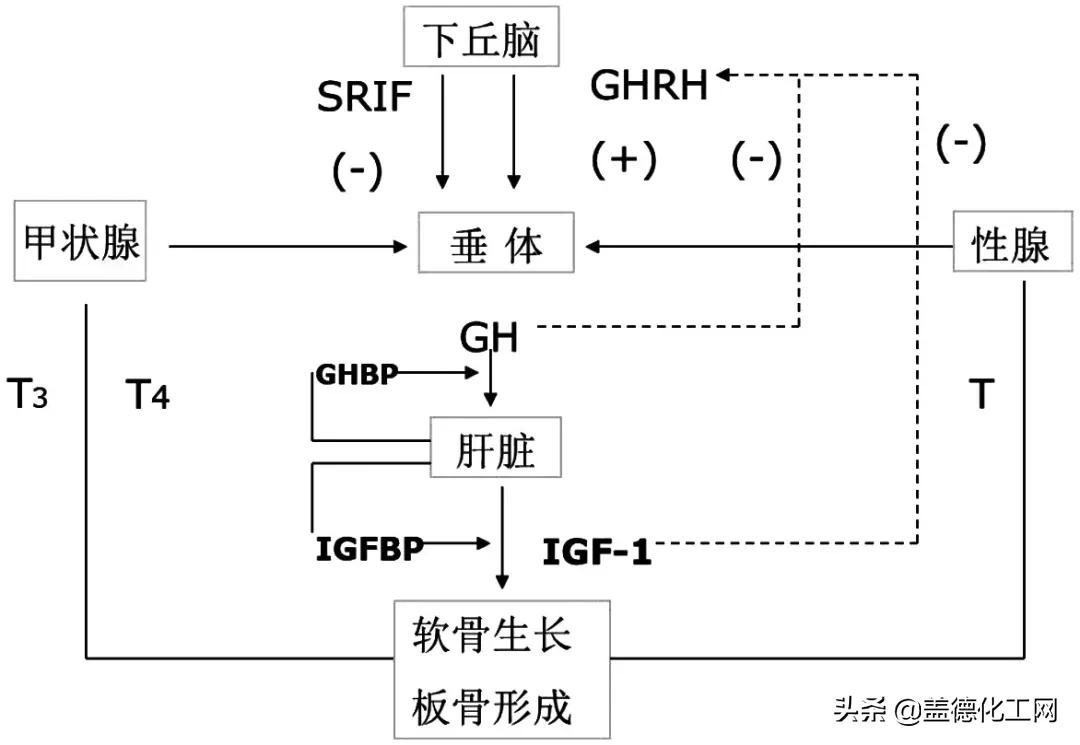 生长激素增高针有副作用吗,抑制生长激素针