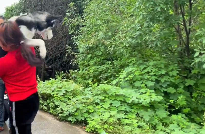 哈士奇一块钱就可以买到,河南哈士奇价格