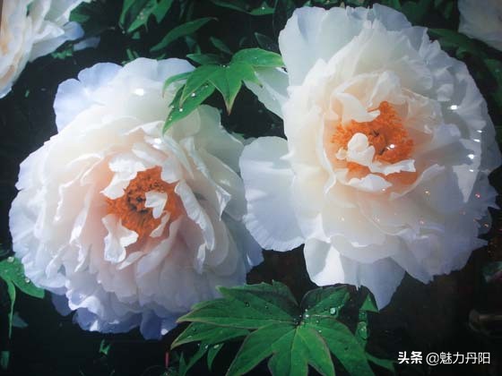 牡丹的一生简单历程文字描述,牡丹的历史和发展