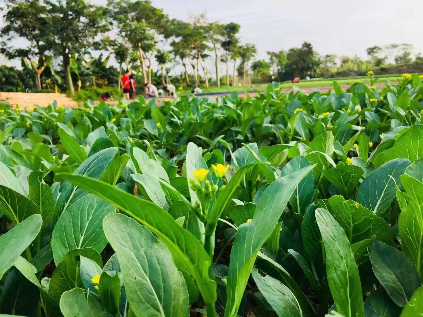深圳石岩农场生态园攻略,深圳市石岩大树生态农场位置