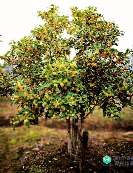 院子适合种的花和设计,庭院设计植物大全