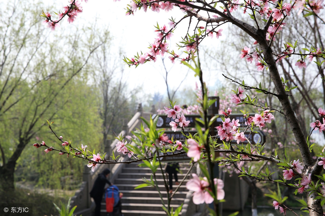 一起去游园教学设计,带你走进春天教学设计