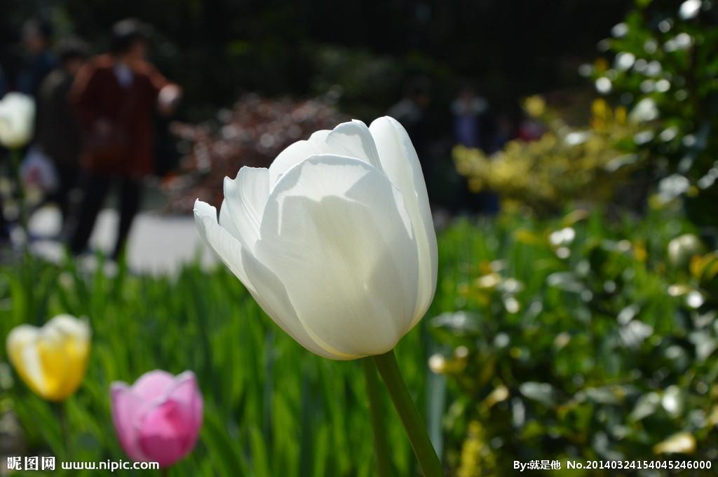 用郁金香表白语录,关于郁金香表白的浪漫句子