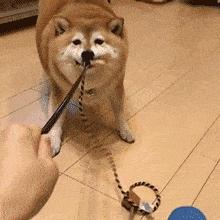 白色柴犬买贵了,白色的柴犬不属于合格的柴犬