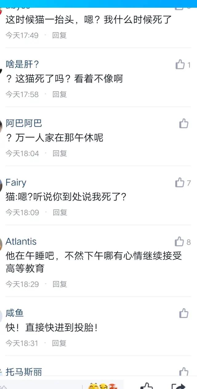 哈哈哈哈哈我笑到我家的狗偷开邻居家的车送我去精神病院