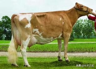 怎样提高肉牛养殖效益,如何提高养牛业经济效益