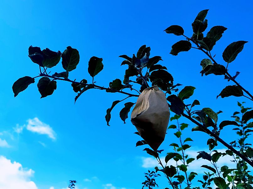 由戴套的苹果说开去