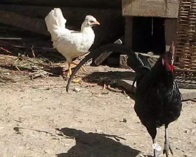 全世界的鸡都在这了，有你认识的吗？
