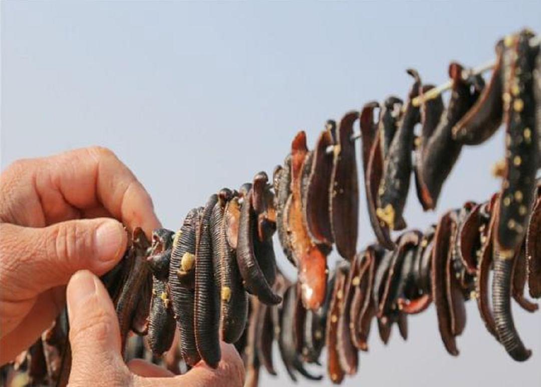 水蛭被吃进肚子里会存活吗,将水蛭放入冰箱还能活