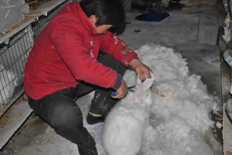 7080年代兔毛收购等级价格,七八十年代兔毛