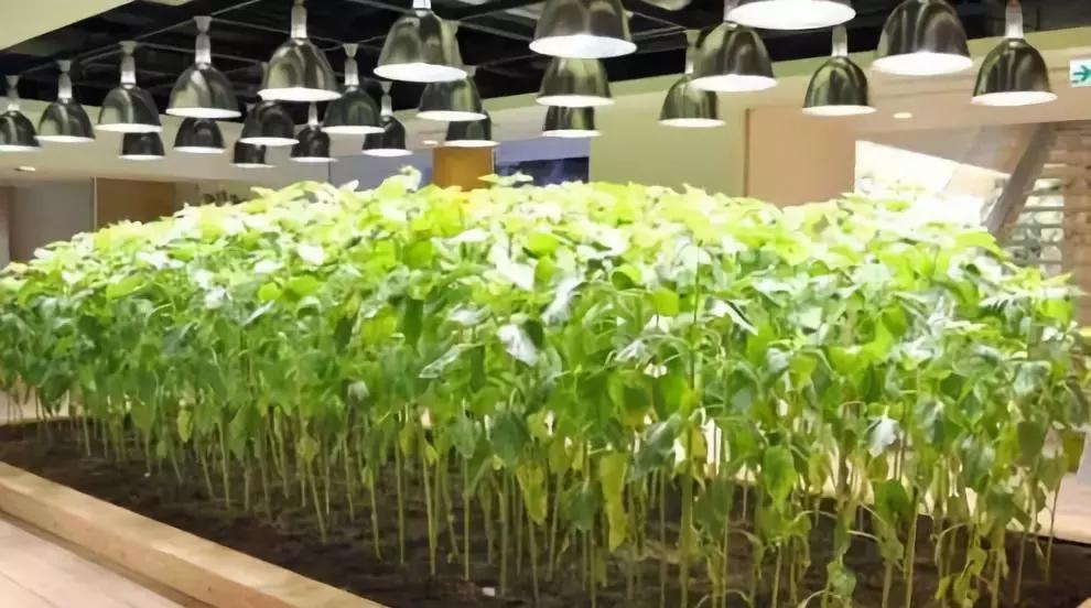 办公室里也能开挖掘机,办公室可以种葡萄