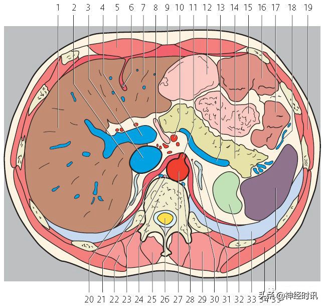 肾脏输尿管膀胱前列腺结构,肾输尿管膀胱解剖示意图