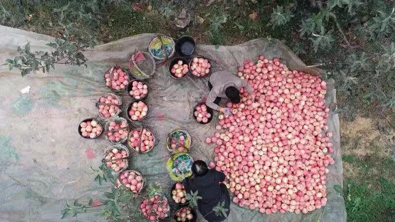 遵化优质苹果,墙裂安利最好看的剧