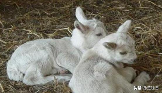 羔羊软瘫病的治疗用什么药,羔羊软瘫症的治疗药