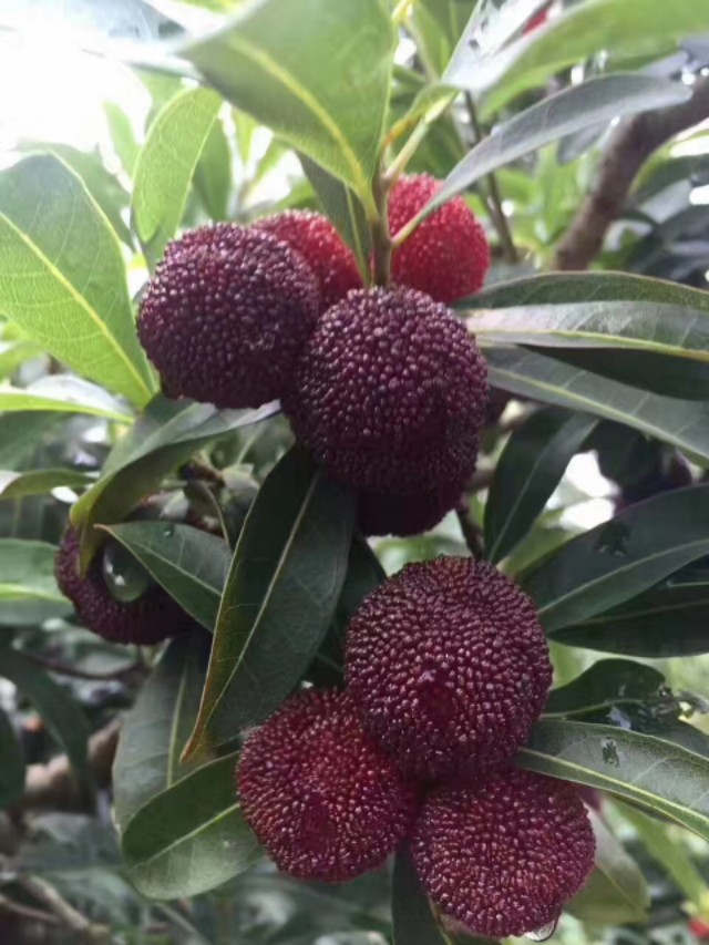 酿杨梅酒用冰糖发酵,杨梅酒发酵全过程