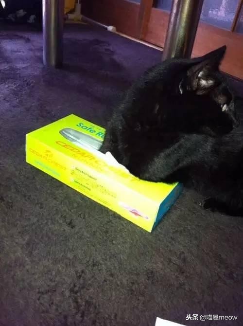 猫喜欢被挠脸是什么意思,猫喜欢被挠下巴闭着眼睛