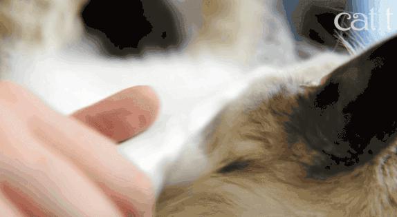 猫咪总挠耳朵痒怎么办,猫咪老是痒挠下巴怎么办